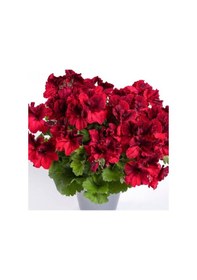 Resim Aristo Deep Red Sardunya Canan Çiçeği Fidesi 1 Adet 