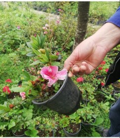 Resim Açelya Çiçeği Pembe 30-50 Cm 