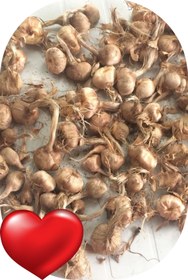 Resim Genel Markalar 9 Adet Safranbolu Gerçek Safran Soğanı Crocus Sativus 