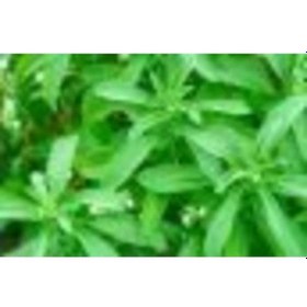 Resim Mega Paket 500 Adet Tohum Stevia Tohumu Şekerotu Tohumu Şeker Otu Tohumu 