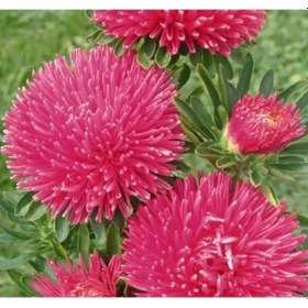 Resim Burgundy Renkli Aster Kasımpatı Tohumu - 20 Adet - 