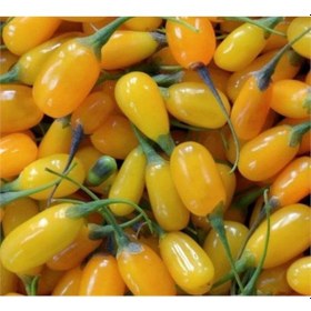 Resim Sarı Goji Berry Fidanı 3 Adet 