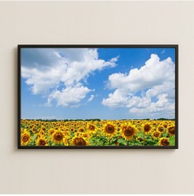 Resim Gökyüzü Ve Geniş Ayçiçeği Tarlası Manzara Pleksi Tablo 