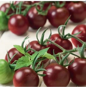 Resim Aroması Yüksek Chocolate Cherry Domates Tohumu 15 Tohum 