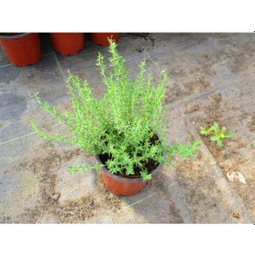 Resim Saksıda Kekik 3 Adet - Mutfakta Balkonda Hazır Taze Kekik 