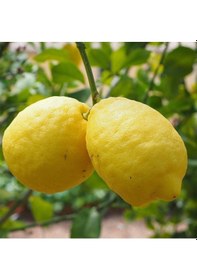 Resim Nadir Kütdiken Tüplü Limon Fidanı 