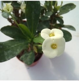 Resim Euphorbia Milii Sarı(Dikenler Tacı) Çiçeği 3 Adet 8.5Cm Saksıda 