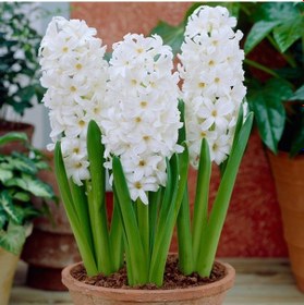 Resim White King Beyaz Sümbül Soğanı 