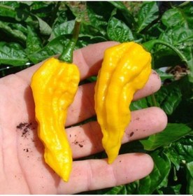 Resim 10 Adet Sarı Bhut Jolokia Biber Tohumu 
