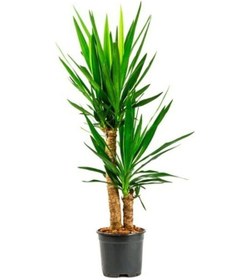 Resim Iki Gövdeli Yuka Çiçeği 