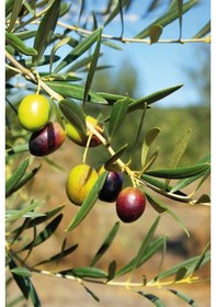 Resim Zeytin Ağacı Fidanı Nesilden Nesile Miras Kalan Ağaç 2 Yaşında 