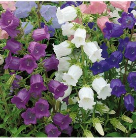 Resim Calycanthema ‘Cup & Saucer’ Campanula Karışık Çan Çiçeği Tohumu 