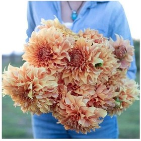 Resim Xxl İri Çiçekli Hercules Eyes Dahlia Yıldız Çiçeği Soğanı Yumrusu 1 Adet 