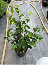 Resim Canlı Benjamin Çiçeği 1 Adet Saksılı 40-60Cm Ficus Benjamina 