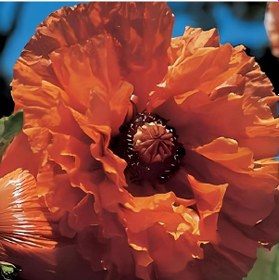 Resim Papaver Indian Chief İri Kafa Gelincik Çiçeği Soğanı 1 Adet 