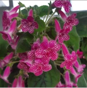 Resim Koleksiyonluk Rongo Kohleria Japon Küpelisi Çiçeği Fidesi Mini Potta 