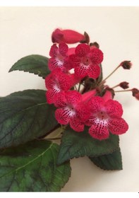 Resim Özel Tür Ni's Kiira Kohleria Japon Küpelisi Çiçeği Fidesi Mini Pot 