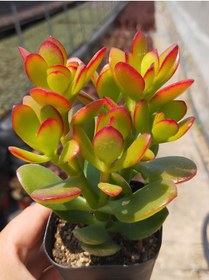 Resim serada decor & plant Crassula Ovata Sunset -(15-25Cm) Ev & Ofis İçin Saksılı Canlı Sukulent 