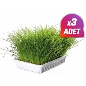 Resim 3 Adet - Trixie Yavru Ve Yetişkin Kedi Çimi (Yumuşak) 