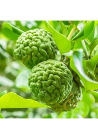 Resim Nadir Bulunan 3 Yaş Tüplü Kaffir Lime Limon Boy 120-150 Cm 