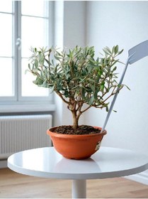 Resim Bitkitürk-zeytin Veren Bonsai İthal 9 Yaşında 