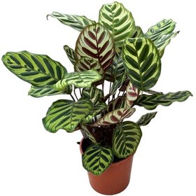 Resim Calathea Makoyana (Dua Çiçeği) Ø19 CM Y50-60 CM 