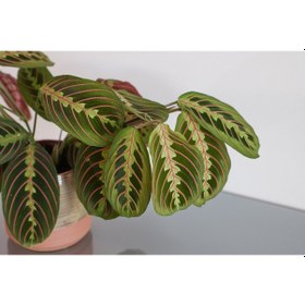 Resim Dua Çiçeği – Maranta Leuconeura 