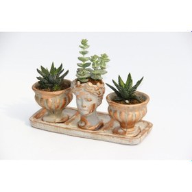 Resim TRİO HELEN ORANGE SUKULENT SETİ - Haworthia Pumila, Crassula 