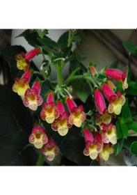 Resim Özel Çeşit An's Nagging Macaws Kohleria Japon Küpelisi Çiçeği Fidesi Mini Potta 