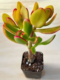 Resim serada decor & plant Crassula Ovata Sunset -(15-25Cm) Ev & Ofis İçin Saksılı Canlı Sukulent 
