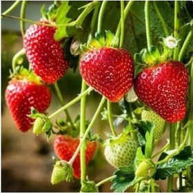 Resim 10 Adet Festival Açık Köklü Frigo Taze Yediveren Çilek Fidanı Fidesi 