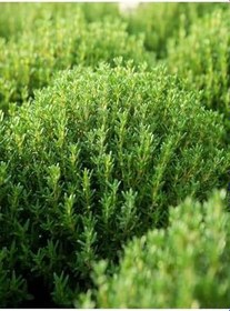 Resim Videolu 1 Adet Mis Kokulu Kekik Çiçeği Fidanı 20-30 Cm Tüplü Çiçekli Bodur Bitkiler Thyme 