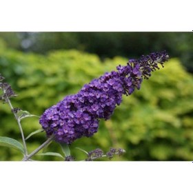 Resim Kelebek Çalısı 10 Adet - Çiçekli Süs Bitkisi 