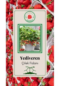 Resim 21 Adet Yediveren Çilek Fidesi Açık Kök ve Taze Söküm (Frigo) 