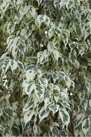 Resim Videolu Dikkat Çeken Alacalı Benjamin Çiçeği Fidanı 50-70 Cm Saksılı Çiçekli Bodur Ficus Benjamina 