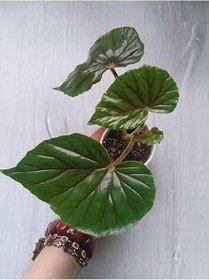 Resim Pembe Çiçekli Yağlı Begonya Çiçeği 3 Adet Saksılı 10-20Cm 