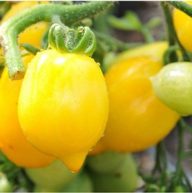 Resim Wonderlight Limon Domates Tohumu Domates Tohumu 15 Tohum 