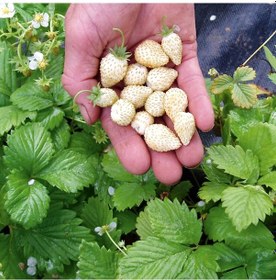 Resim Beyaz Çilek Pineberry Fidesi 3 Adet 