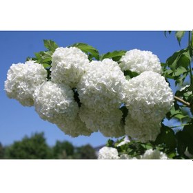 Resim Viburnum Opulus Yaz Kartopu Bitkisi 5 Adet 