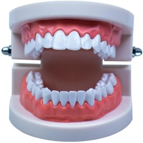Resim Dünya Magnet Diş Modeli, Gerçek Boyutlu Ağız Ve Diş Modeli 