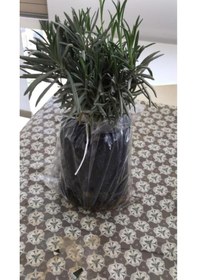 Resim Lavanta Fidanı Intermedia 20 Adet 15-25 Cm 