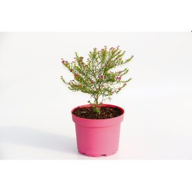 Resim Cennet Çiçeği 3 Adet - Pembe Saksıda 