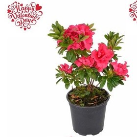 Resim SEVGİLİLER GÜNÜ ÇİÇEĞİ PEMBE AÇELYA 