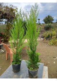 Resim 8 Adet Limon Çamı, Limon Servi 80-100 Cm. Siyah Saksıda 