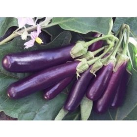 Resim Doğal Long Purple Patlıcan Tohumu 50 Tohum 