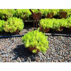 Resim Sarı Sedum 1 Adet - Askılı Dekoratif Saksıda - 