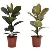 Resim Kauçuk – Ficus Elastica& Ficus Elastica Tineke 2'li Set 