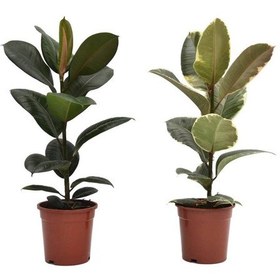 Resim Kauçuk – Ficus Elastica& Ficus Elastica Tineke 2'li Set 