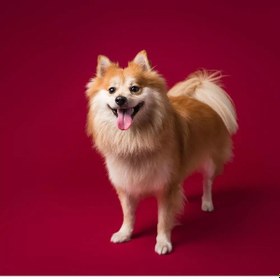 Resim Gdx Kağıt Sonsuz Stüdyo Fon Perde Crimson 2.70x11 Metre 