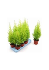 Resim Paket Servi Limon Ağacı Tohumu 110 Adet Tohum + Toh 
